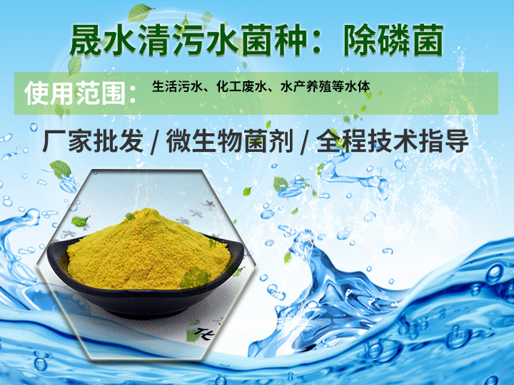 污水处理菌种--除磷菌