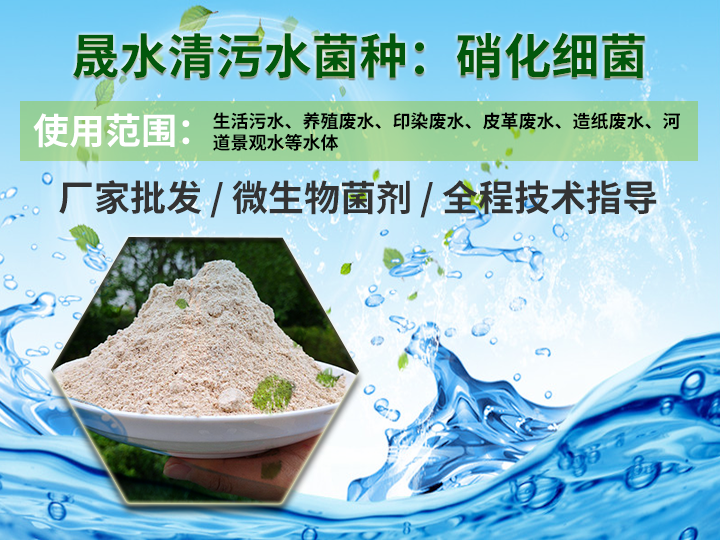 污水处理菌种-硝化细菌