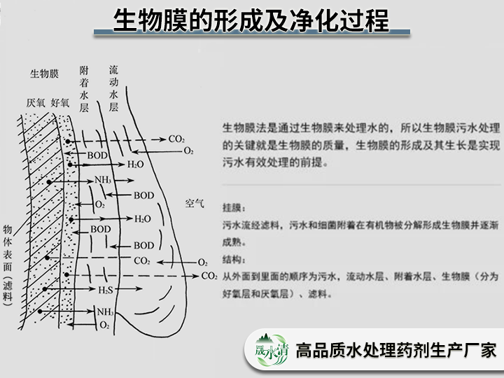 生物膜的形成及净化过程01.png